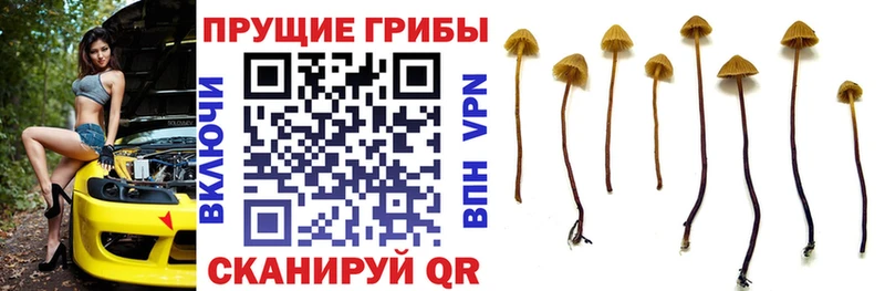 где можно купить наркотик  mega маркетплейс  Псилоцибиновые грибы ЛСД  Истра 